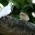 这种白燕鸥直接把蛋下蛋树桩上，真担心鸟宝宝掉下去，学名叫啥呢？