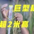 株高超2米！巨型稻在贵州山区再次试种成功