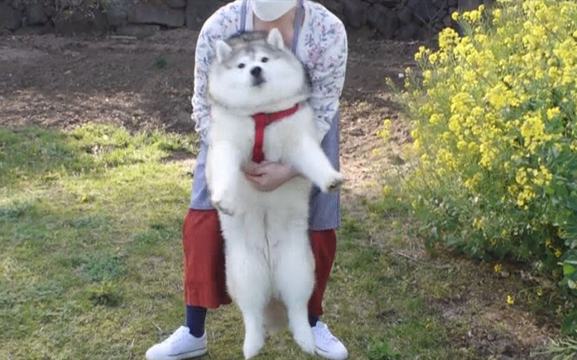韩国一只胖成球的雪橇犬哈哈哈~被餐厅老板收养后迅速超重的二哈