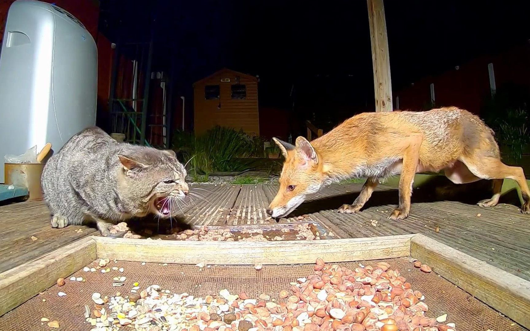 狐狸闯入人类地盘！盯上正在干饭的猫咪，猫咪能斗得过狐狸吗