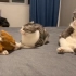 超可爱超好笑的猫猫视频合集第一弹，治愈你的不开心！