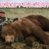 阿拉斯加巨熊体多少，能不能瞎死某些吹