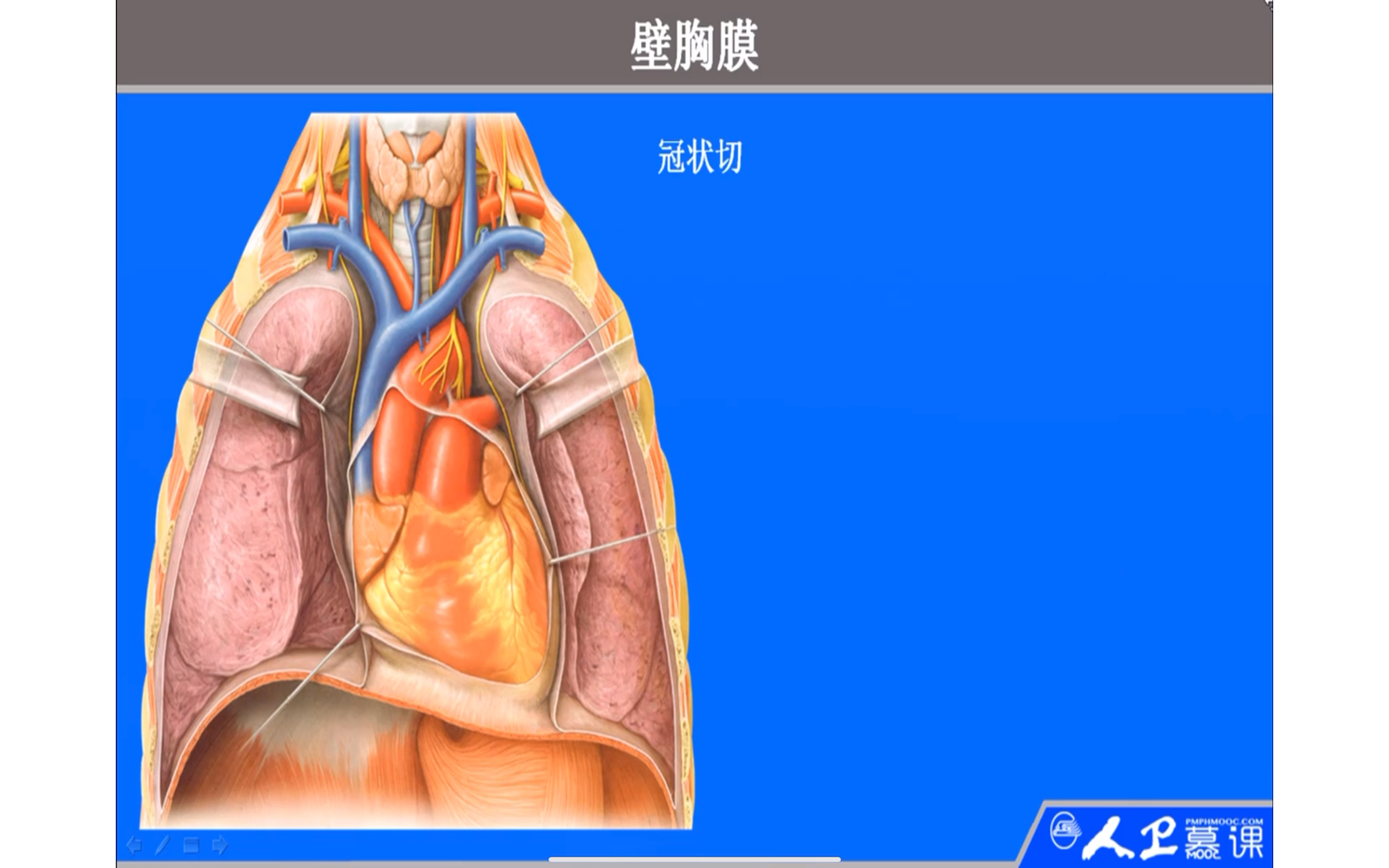厦门医学院系统解剖学:呼吸系统第3节—胸膜与纵膈