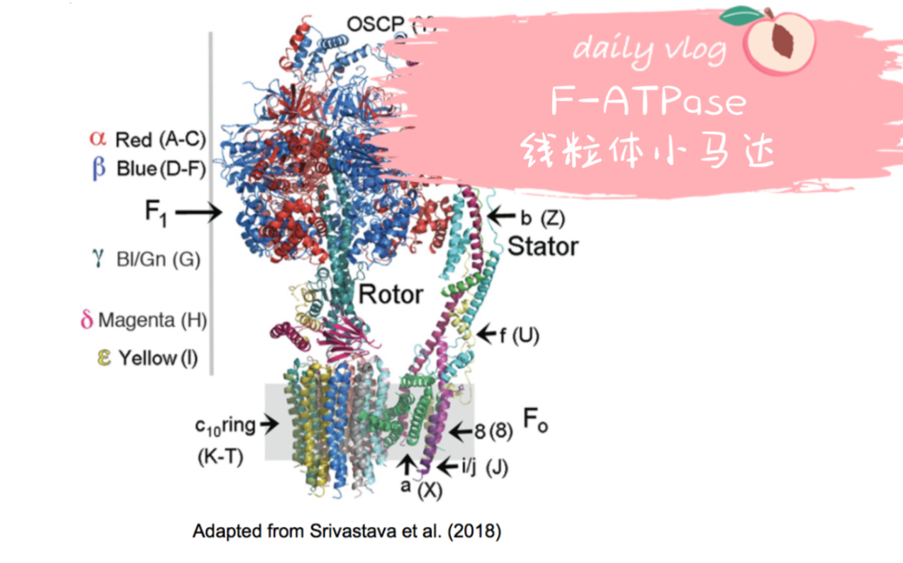 就是这么干的干货：F-ATP合酶的作用机制【科普】【中英双语】【生物化学】