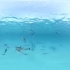 美丽的野生海豚VR视频