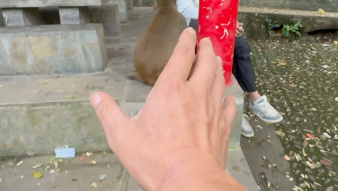 猴哥发现是我，瞬间变的温顺。