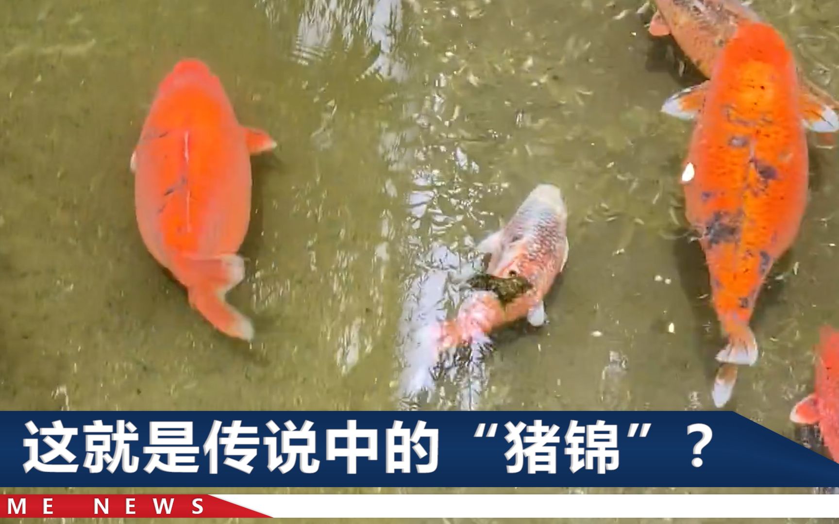 山东趵突泉几条鲤鱼被称“猪里猪气”，网友：谁说游泳能减肥的！