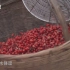 一个个红彤彤的果实像灯笼一样挂在树梢真是好看《河南地理知识博览——山茱萸》