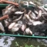 本以为两菜鸟撒网，人掉水里船还沉了，结果一网逮了上百条鱼！