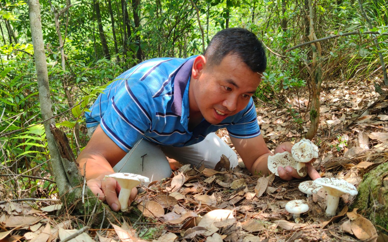 黑哥深山发现了几朵白菇，长得特别好看，第一次摘不知道能不能吃