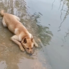 最聪明的中华田园犬，通人性还有一身才艺