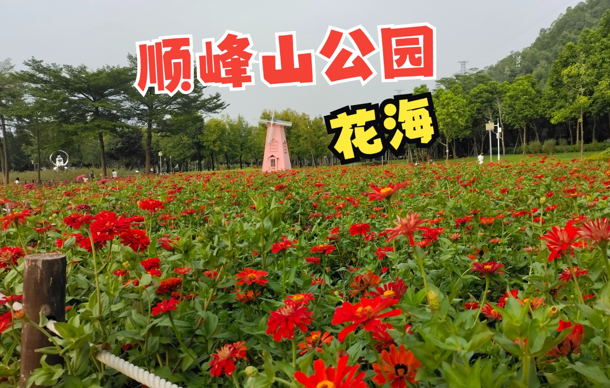 顺峰山公园花海