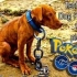 玩pokemon go时发现了一条被拴在废弃院子里的狗狗