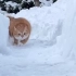 猫在雪中奔跑