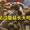 你知道蘑菇是怎么长大的吗？看看在家里培育蘑菇的过程