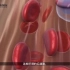 解剖和生理学｜红细胞的功能