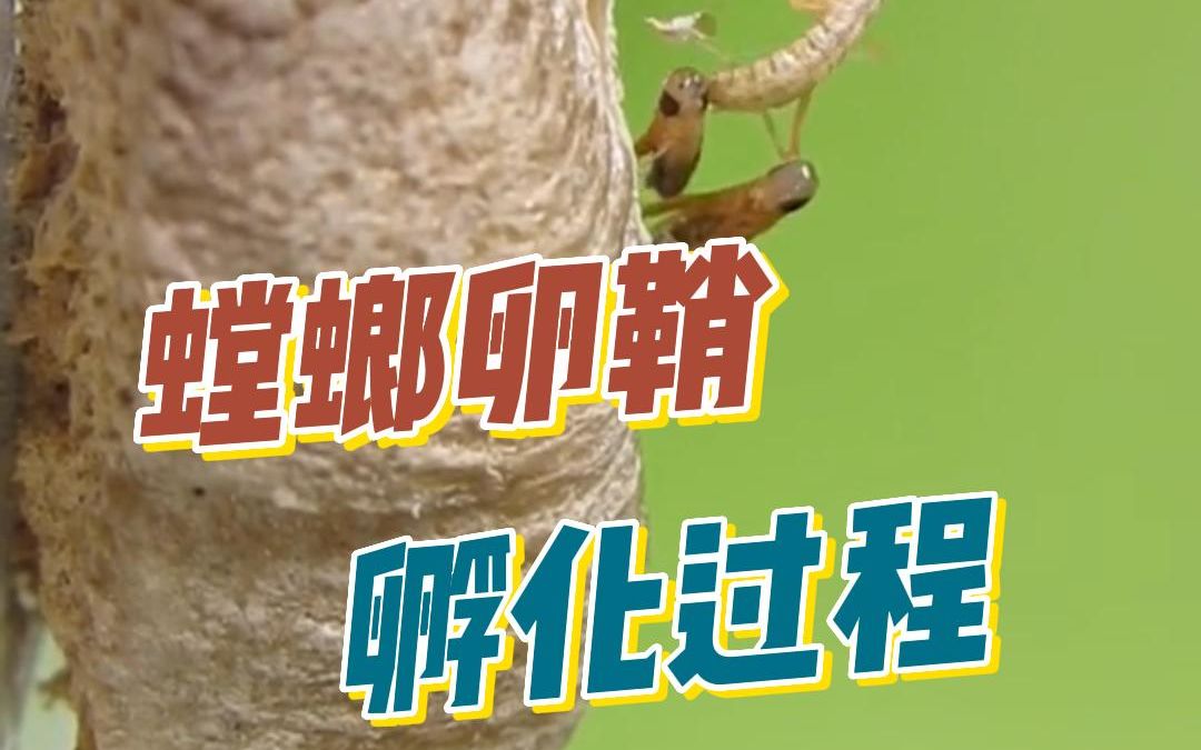 螳螂卵鞘（桑螵鞘）孵化过程