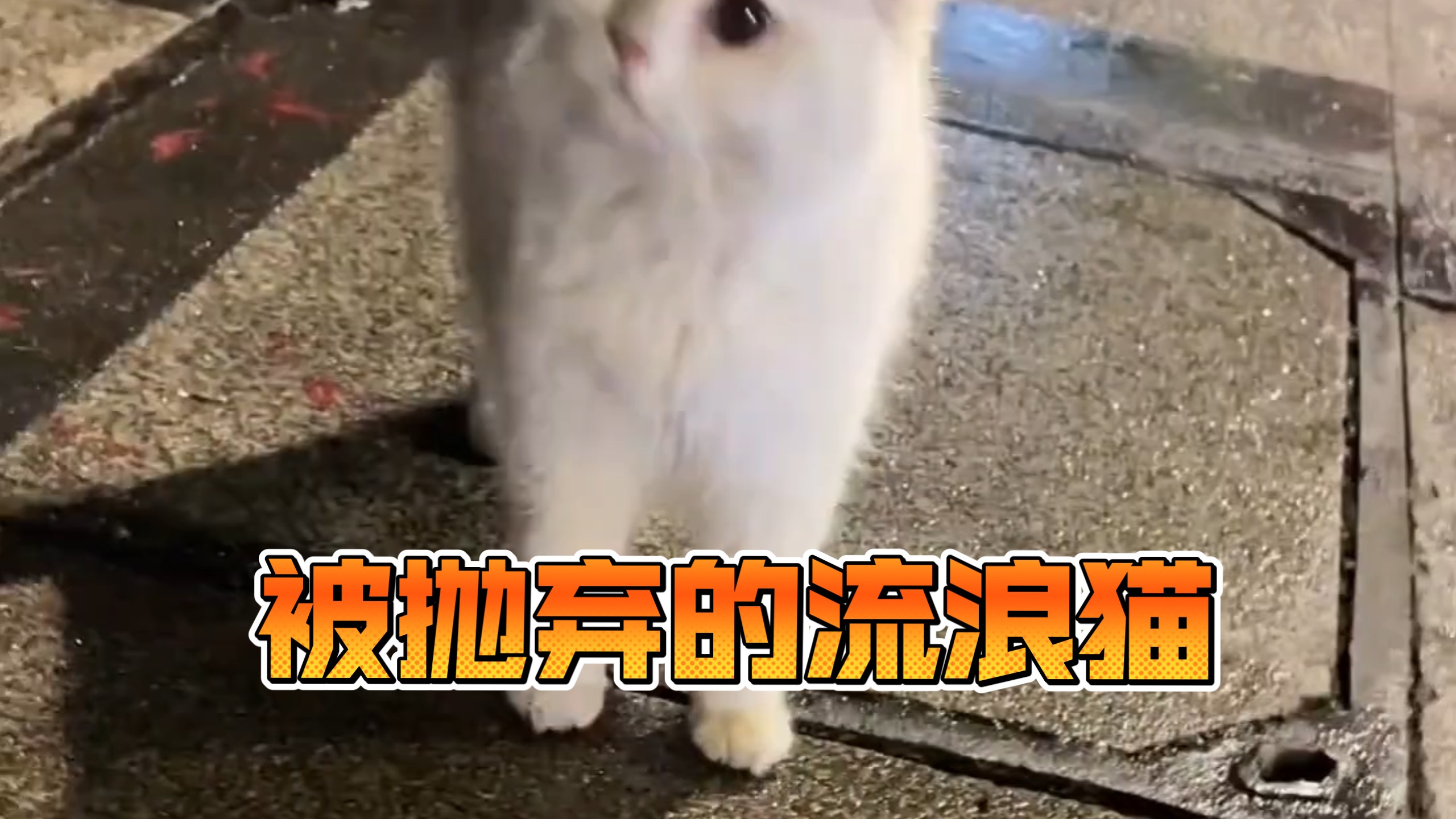小区门口遇到的流浪猫，它好像是有病被抛弃的，但是它很乖很可爱，我很纠结要不要救助它