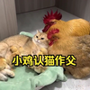 小鸡认猫作父，鸡妈妈鸡爸爸只好在一旁守候