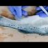 基础生物学实验--鲈鱼的解剖
