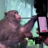 马斯克的Neuralink脑机接口新实验，猕猴通过植入芯片玩《Pong》游戏 @柚子木字幕组