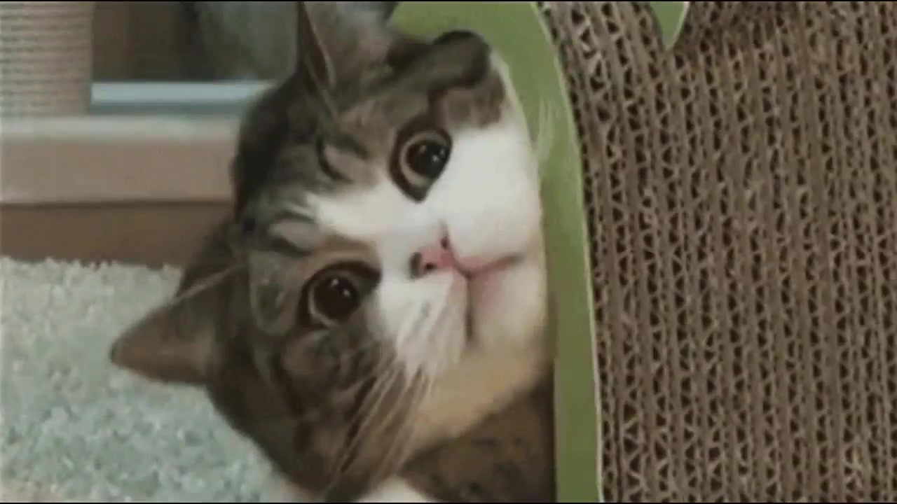 猫咪搞笑视频大全_视频在线观看-爱奇艺搜索