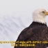给孩子们的动物科普04:Bald Eagel 秃鹰的故事 Animals for children(中英字幕)