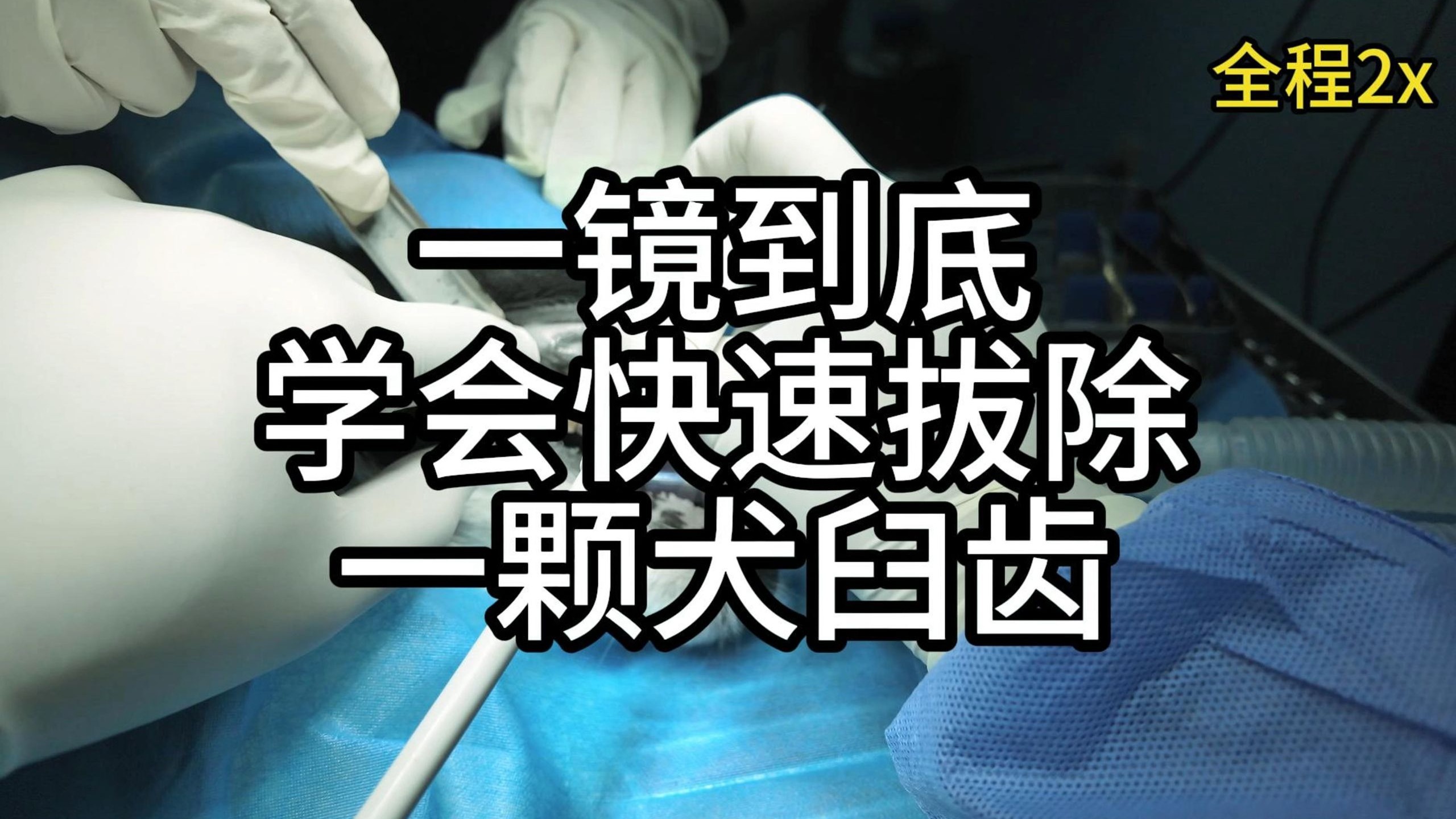 我在b站学兽医—快速拔除一颗犬臼齿