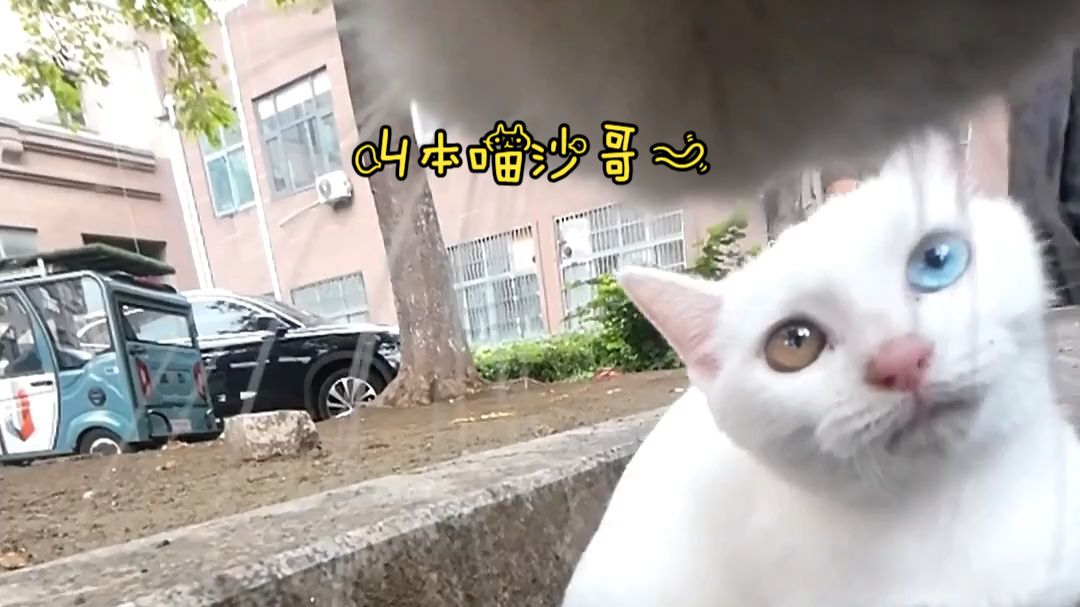 “喵师傅和它的朋友们”，小猫咪：一年了，本喵就这几个朋友？