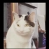 真正的Beluga猫露脸视频