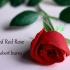 A Red Red Rose 诗歌朗诵