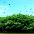 鸟的天堂 巴金先生笔下的大榕树 大自然奇观 小学课文导入