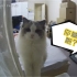 【布偶猫】一个才想起来发的旧视频，通过监控器喊小猫咪，小猫咪的反应