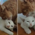 【流浪猫日记】异瞳小猫收到来自大橘父亲般的关爱