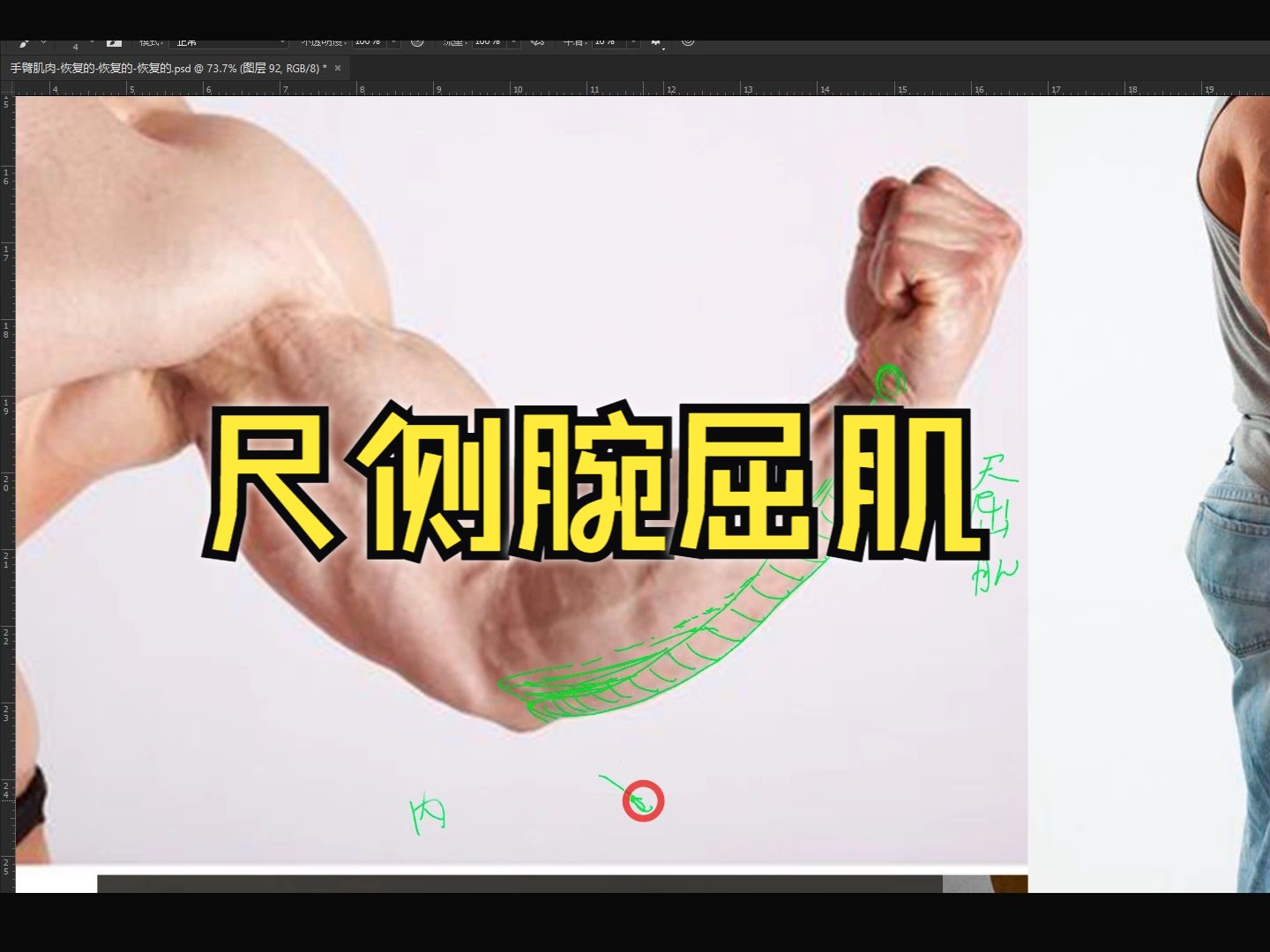 【手臂干货】尺侧腕屈肌——结构分享，别错过！