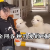 全网各种可爱的叫声，你最喜欢哪个呢？ #看一遍笑一遍 #倒霉蛋