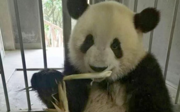 萌兰｜有这样一只熊猫，被病痛折磨得瘦骨嶙峋，却依然温柔地爱这个世界