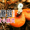 一个值得看二十遍的采蘑菇高清视频！那么美的蘑菇你见过吗？五颜六色的红菇，妖冶的珊瑚菌，个个都好看爆了