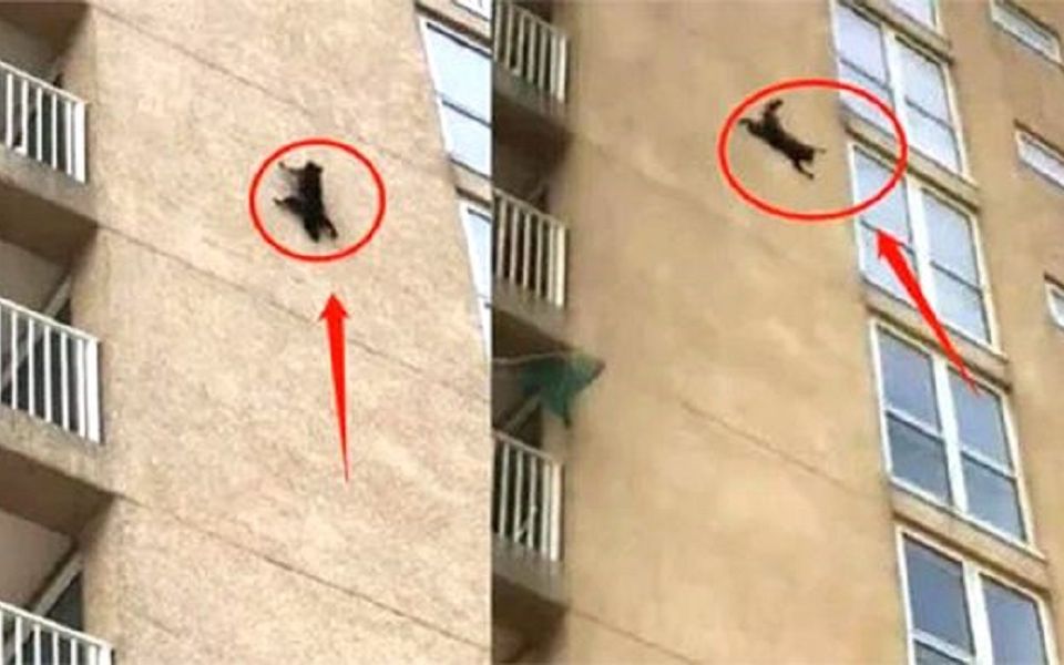 一只黑猫从10米高空坠落，本以为必死无疑，没想到它竟全身而退！