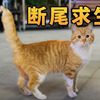 你是猫，不是壁虎啊喂