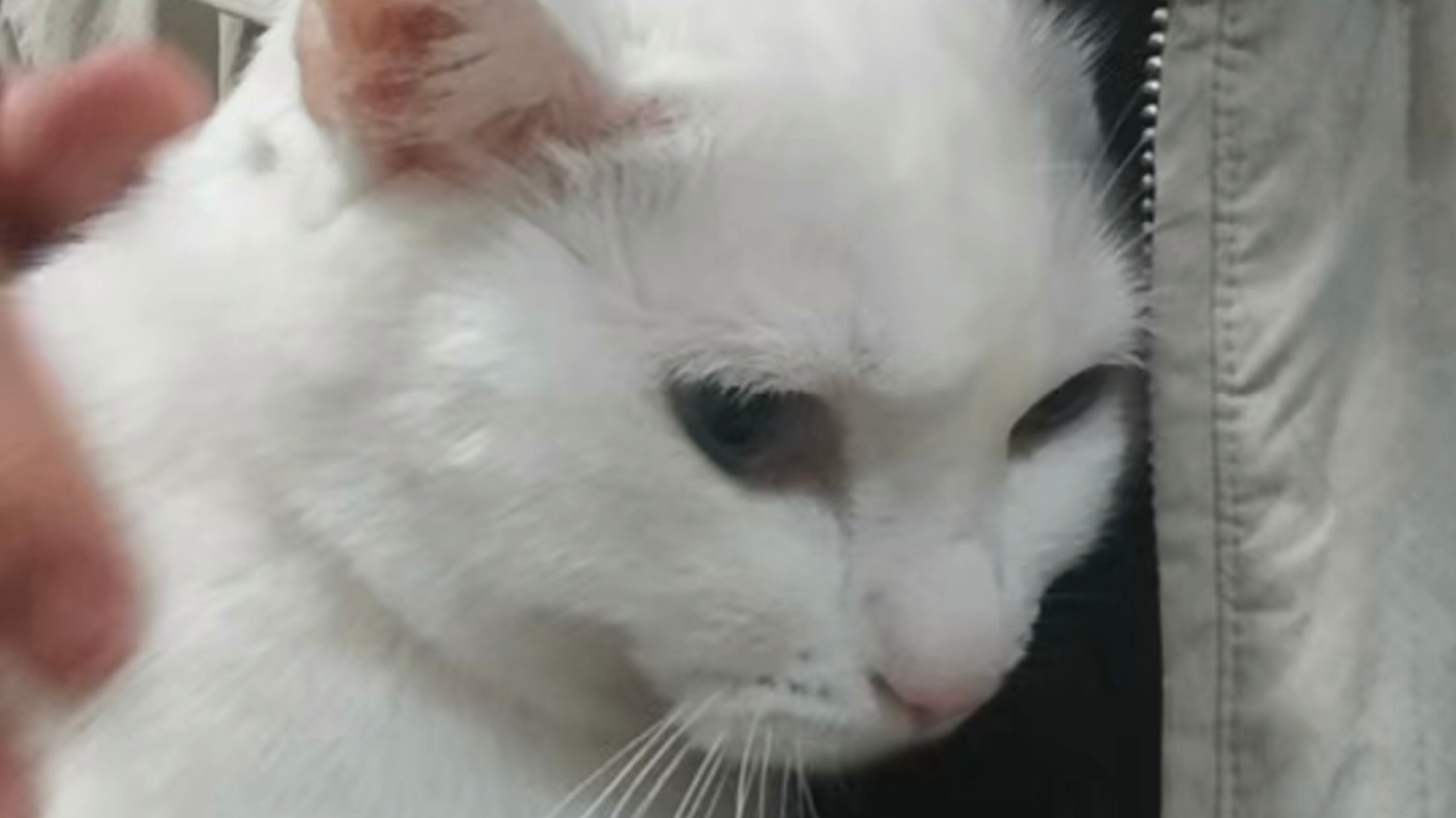 原来是我的猫驯化了我