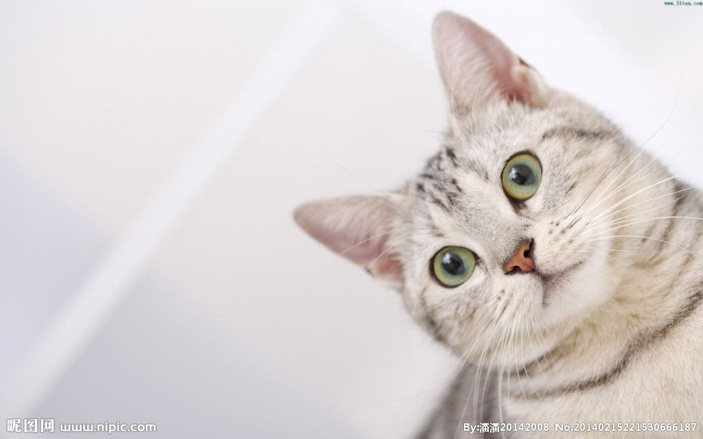 这是一个猫片,铲屎官造反调戏主子【手滑烧酒】猫片#第一期