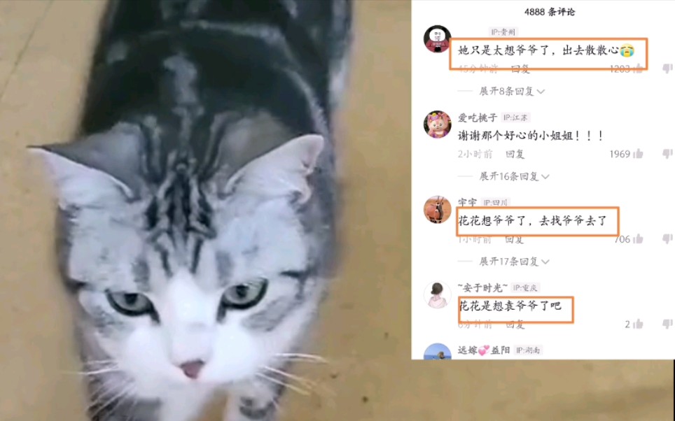 走丢猫猫“袁花花”被找到后续：这只猫为何会让网友如此揪心？