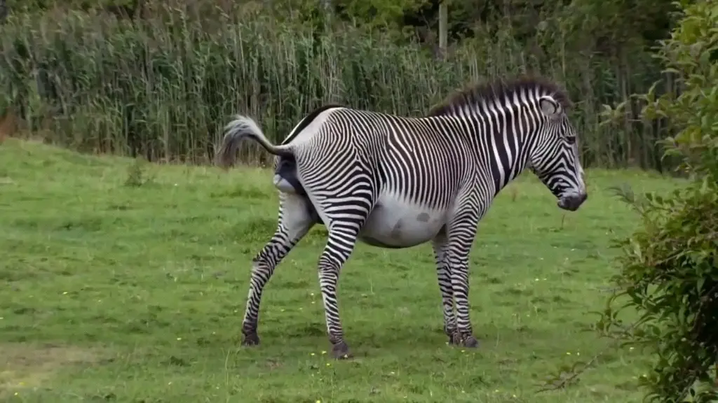 斑马科普(出生到死亡)