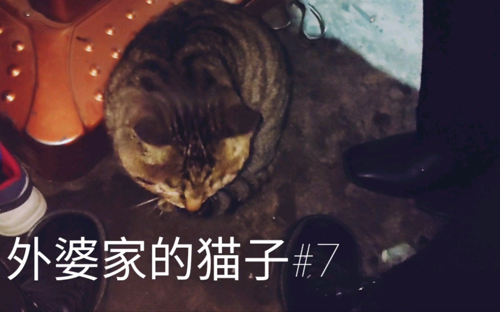 外婆家的猫子 7 哔哩哔哩 つロ干杯 Bilibili