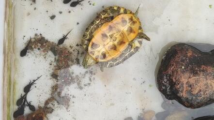 59d2f2727494e3065f28512a8a8a703388be6a5f.jpg@480w_270h_1c