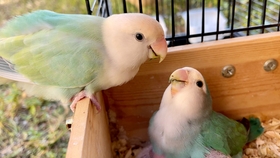 食物进食全过程 59ddd57673cf4aed32850a4d7a79f904a696eb72.jpg@280w_158h_1c_100q.jpg