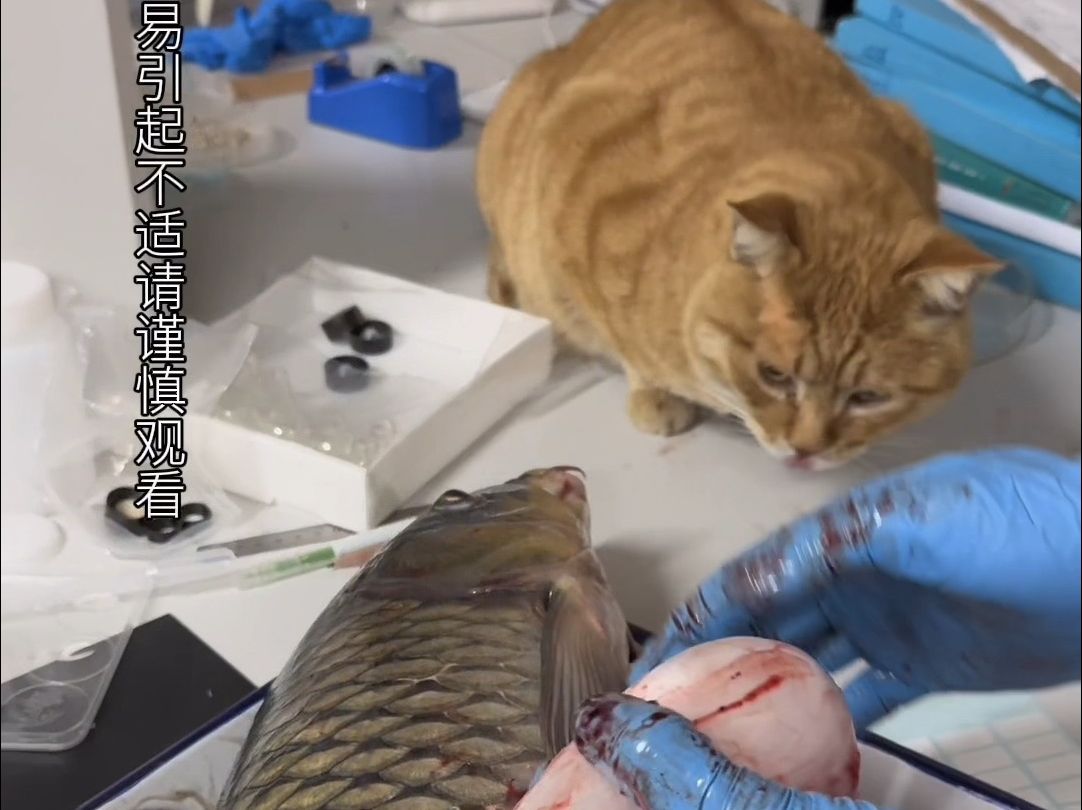 解剖大鱼实验，猫学长竟然跟过来品尝