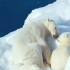 【3月3世界野生动植物日】保护环境保护北极保护北极熊拯救我们自己#能解答一切的答案
