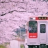 【樱花与铁轨】日本松浦铁道 浦之崎站 （隐匿在樱花中的车站）